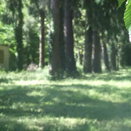 L'auberge De La Foret *